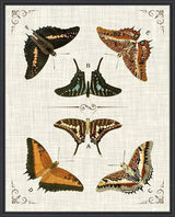 Butterfly Collection I Artwork Framed Canvas With Floating Frame Artwork LOOMLAN By LOOMLAN