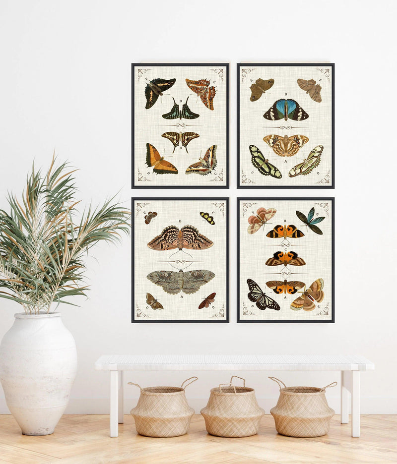 Butterfly Collection I Artwork Framed Canvas With Floating Frame Artwork LOOMLAN By LOOMLAN