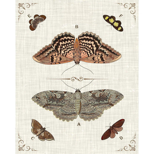 Butterfly Collection III Artwork Framed Canvas With Floating Frame Artwork LOOMLAN By LOOMLAN