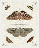 Butterfly Collection III Artwork Framed Canvas With Floating Frame Artwork LOOMLAN By LOOMLAN