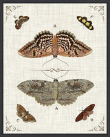 Butterfly Collection III Artwork Framed Canvas With Floating Frame Artwork LOOMLAN By LOOMLAN