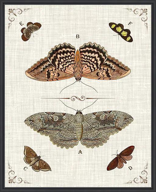 Butterfly Collection III Artwork Framed Canvas With Floating Frame Artwork LOOMLAN By LOOMLAN