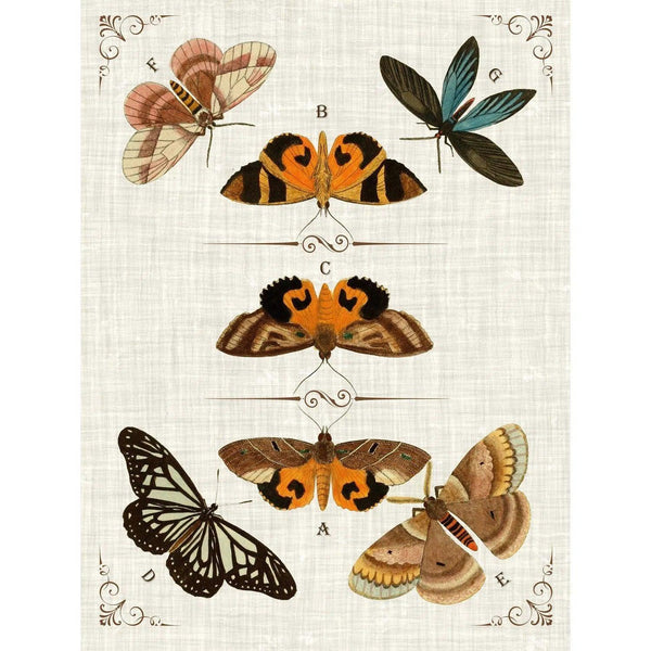 Butterfly Collection IV Artwork Framed Canvas With Floating Frame Artwork LOOMLAN By LOOMLAN