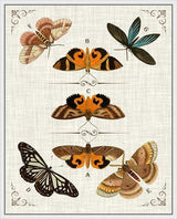 Butterfly Collection IV Artwork Framed Canvas With Floating Frame Artwork LOOMLAN By LOOMLAN