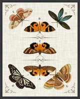 Butterfly Collection IV Artwork Framed Canvas With Floating Frame Artwork LOOMLAN By LOOMLAN