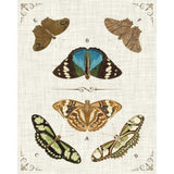 Butterly Collection II Artwork Framed Canvas With Floating Frame Artwork LOOMLAN By LOOMLAN