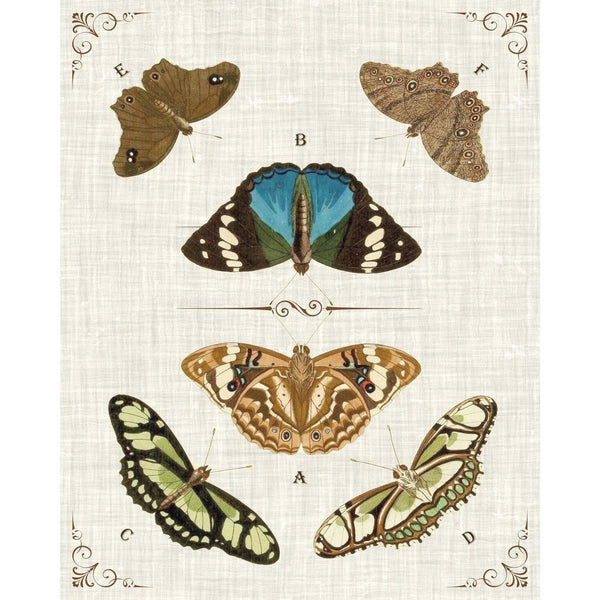 Butterly Collection II Artwork Framed Canvas With Floating Frame Artwork LOOMLAN By LOOMLAN