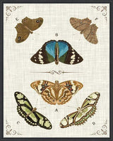 Butterly Collection II Artwork Framed Canvas With Floating Frame Artwork LOOMLAN By LOOMLAN