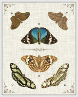 Butterly Collection II Artwork Framed Canvas With Floating Frame Artwork LOOMLAN By LOOMLAN