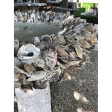 Natural Oyster Shell Medium Bird Bath Outdoor Accessories LOOMLAN By Currey & Co