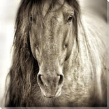 Wild Horse Indoor Outdoor Wall Art - Weather Resistant - LOOMLAN - LOOMLAN - Canvas Art